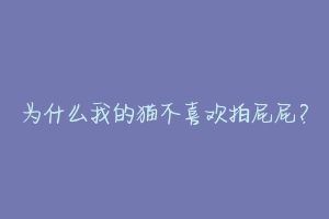 为什么我的猫不喜欢拍屁屁?-动物百科