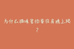 为什么猫咪害怕要往肩膀上爬？-动物百科