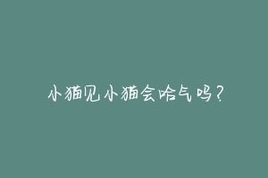 小猫见小猫会哈气吗？-动物百科