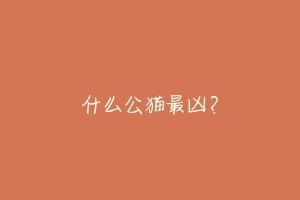 什么公猫最凶？-动物百科