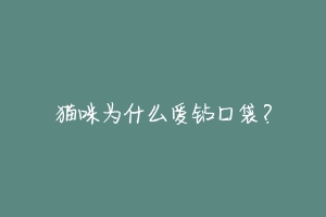 猫咪为什么爱钻口袋?-动物百科