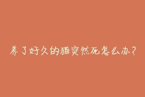 养了好久的猫突然死怎么办?-动物百科