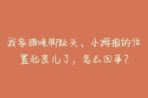 我家猫咪脚趾头、小拇指的位置起皮儿了,怎么回事?-动物百科