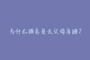 为什么猫总是去父母床睡?-动物百科