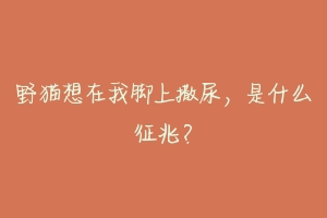 野猫想在我脚上撒尿,是什么征兆?-动物百科