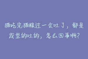 猫吃完猫粮过一会吐了,都是成型的吐的,怎么回事啊?-动物百科