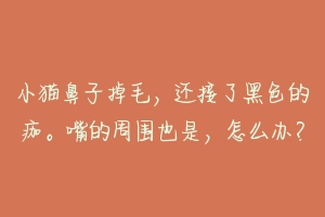 小猫鼻子掉毛,还接了黑色的痂。嘴的周围也是,怎么办?-动物百科