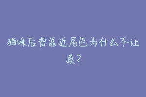 猫咪后背靠近尾巴为什么不让摸?-动物百科