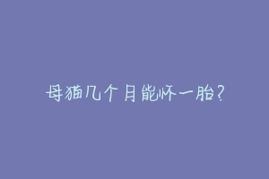 母猫几个月能怀一胎？-动物百科
