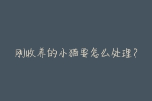 刚收养的小猫要怎么处理？-动物百科
