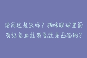 请问这是虫吗?猫咪眼球里面有红色血丝感觉还是凸起的?-动物百科
