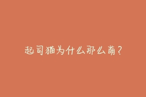起司猫为什么那么萌?-动物百科