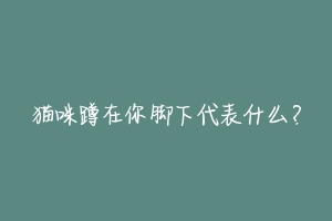猫咪蹲在你脚下代表什么?-动物百科