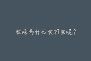 猫咪为什么会打架呢?-动物百科