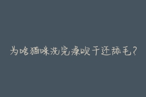 为啥猫咪洗完澡吹干还舔毛?-动物百科