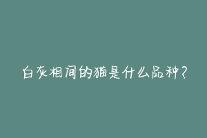 白灰相间的猫是什么品种?-动物百科