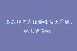 怎么样才能让猫咪白天折腾,晚上睡觉啊?-动物百科