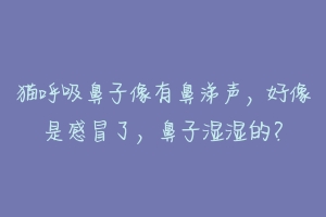 猫呼吸鼻子像有鼻涕声，好像是感冒了，鼻子湿湿的？-动物百科