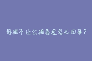 母猫不让公猫靠近怎么回事？-动物百科