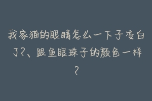 我家猫的眼睛怎么一下子变白了?、跟鱼眼珠子的颜色一样?-动物百科