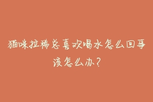 猫咪拉稀总喜欢喝水怎么回事该怎么办?-动物百科