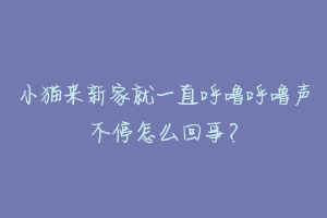 小猫来新家就一直呼噜呼噜声不停怎么回事?-动物百科