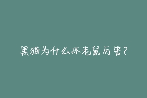 黑猫为什么抓老鼠厉害？-动物百科