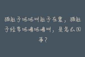猫肚子咕咕叫肚子在震，猫肚子经常咕噜咕噜叫，是怎么回事？-动物百科