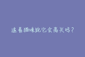 追着猫咪跑它会高兴吗？-动物百科