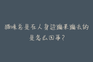 猫咪总是在人身边蹦来蹦去的是怎么回事?-动物百科