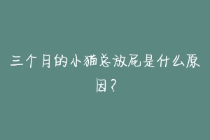 三个月的小猫总放屁是什么原因?-动物百科