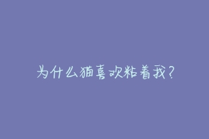 为什么猫喜欢粘着我?-动物百科