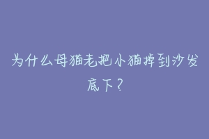 为什么母猫老把小猫掉到沙发底下?-动物百科