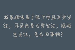 我家猫咪鼻子很干而且发烫发红,耳朵也是发烫发红,眼眶也发红,怎么回事啊?-动物百科
