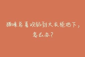 猫咪总喜欢钻到大衣柜地下,怎么办?-动物百科