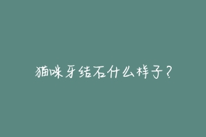 猫咪牙结石什么样子?-动物百科