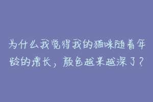 为什么我觉得我的猫咪随着年龄的增长,颜色越来越深了?-动物百科