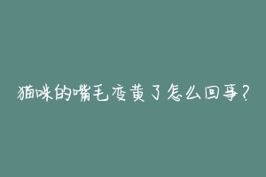 猫咪的嘴毛变黄了怎么回事?-动物百科