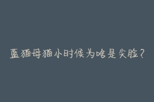 蓝猫母猫小时候为啥是尖脸?-动物百科