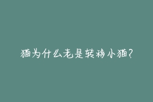 猫为什么老是转移小猫?-动物百科
