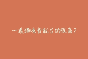 一摸猫咪背就弓的很高?-动物百科