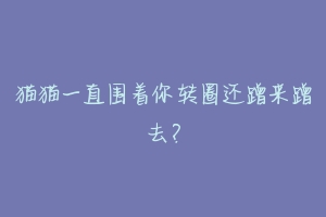 猫猫一直围着你转圈还蹭来蹭去?-动物百科