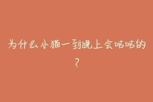 为什么小猫一到晚上会咕咕的?-动物百科