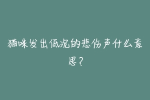 猫咪发出低沉的悲伤声什么意思?-动物百科