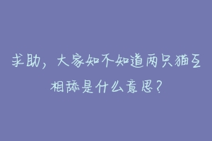 求助,大家知不知道两只猫互相舔是什么意思?-动物百科