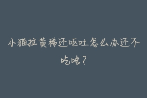 小猫拉黄稀还呕吐怎么办还不吃啥?-动物百科