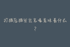 打猫后猫发出哀嚎意味着什么?-动物百科