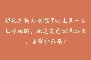 猫死之前为啥嘴里吐出来一点血咋死的,死之前还动来动去,是得什么病?-动物百科