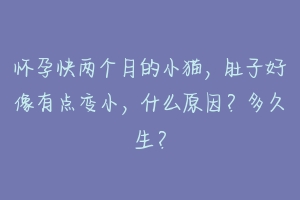 怀孕快两个月的小猫,肚子好像有点变小,什么原因?多久生?-动物百科