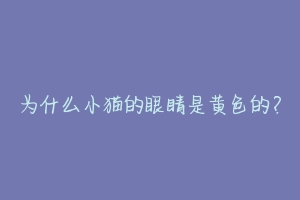 为什么小猫的眼睛是黄色的?-动物百科